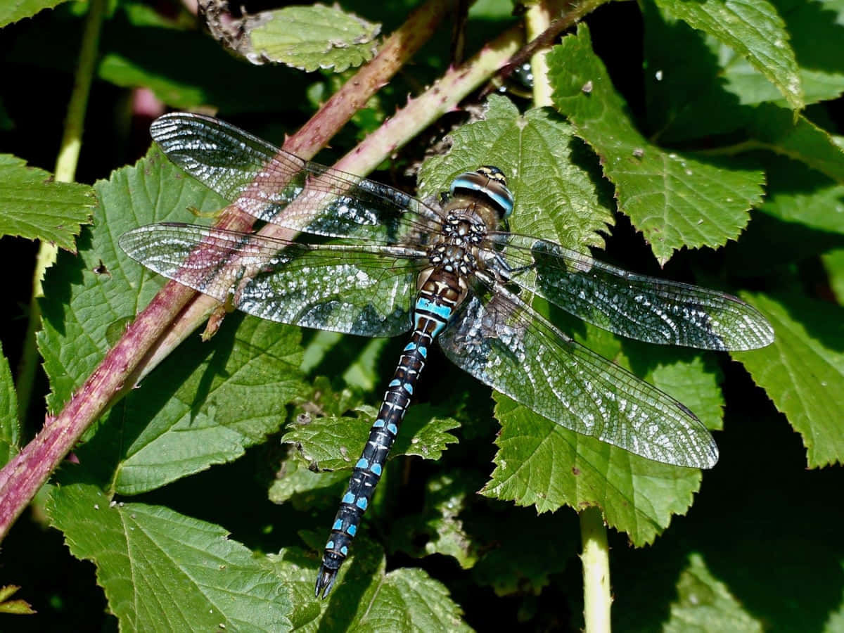 Dragonfly Pictures