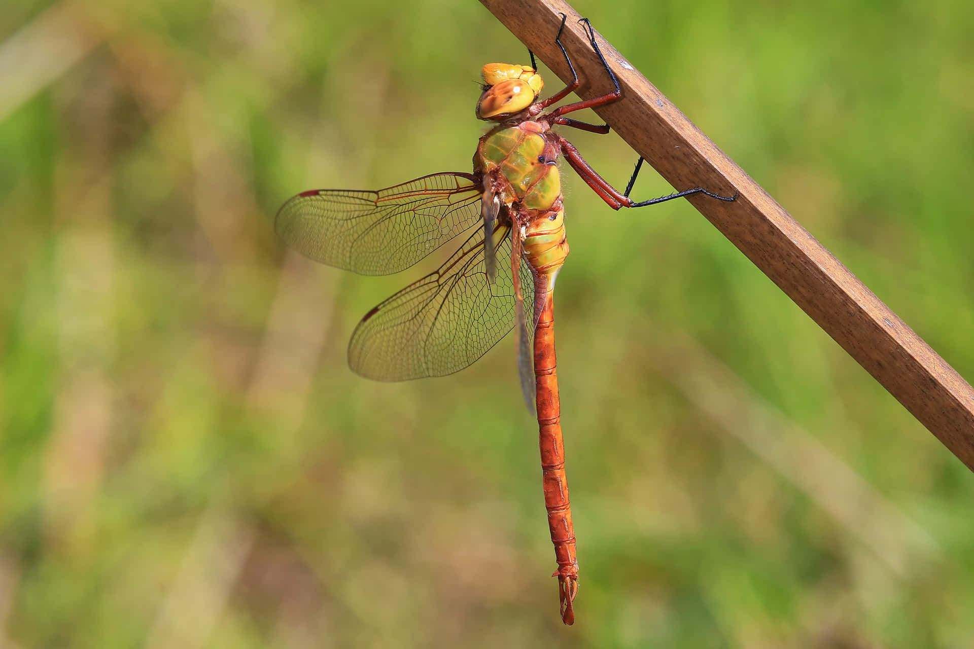 Dragonfly Pictures