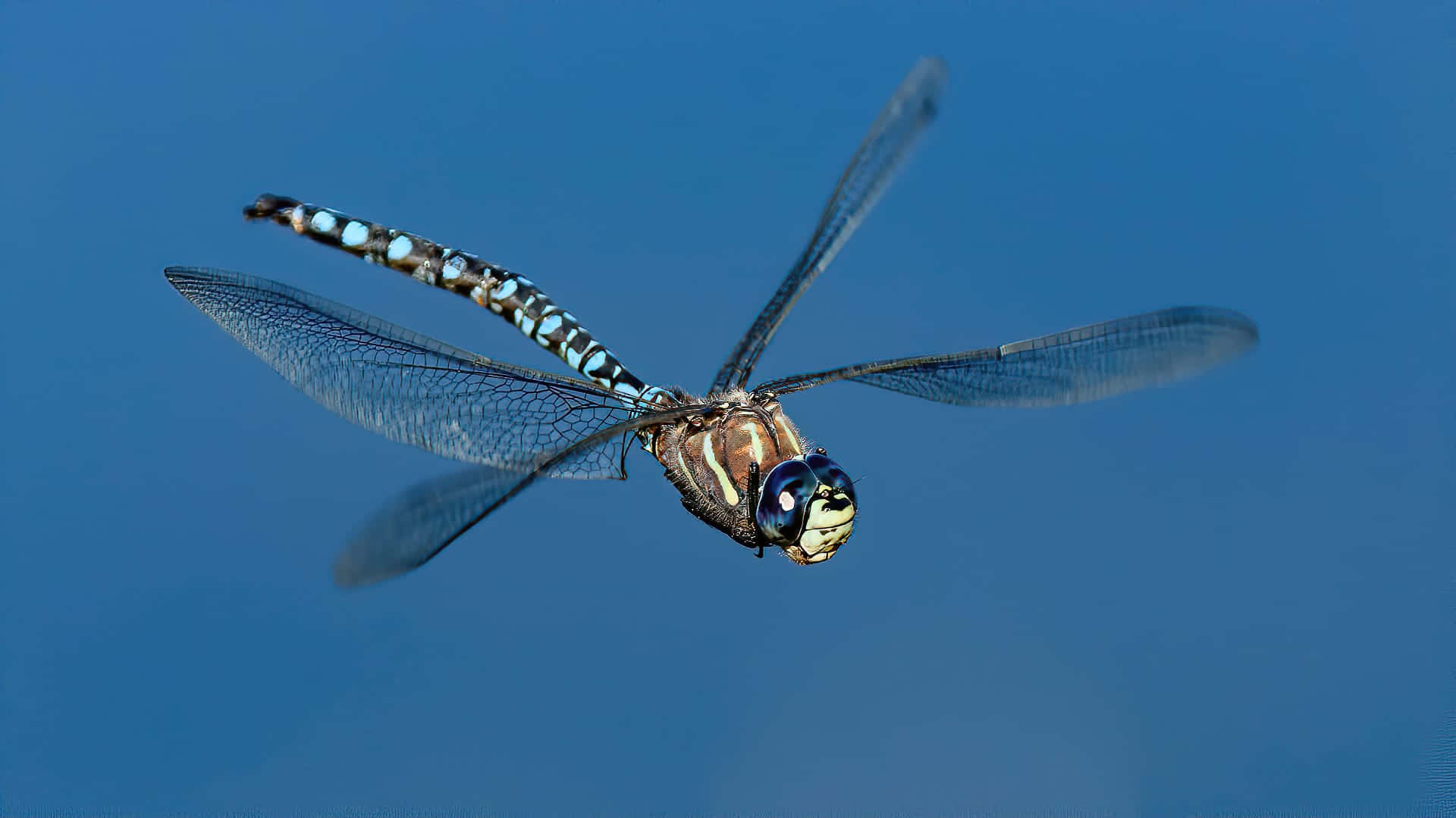 Dragonfly Pictures