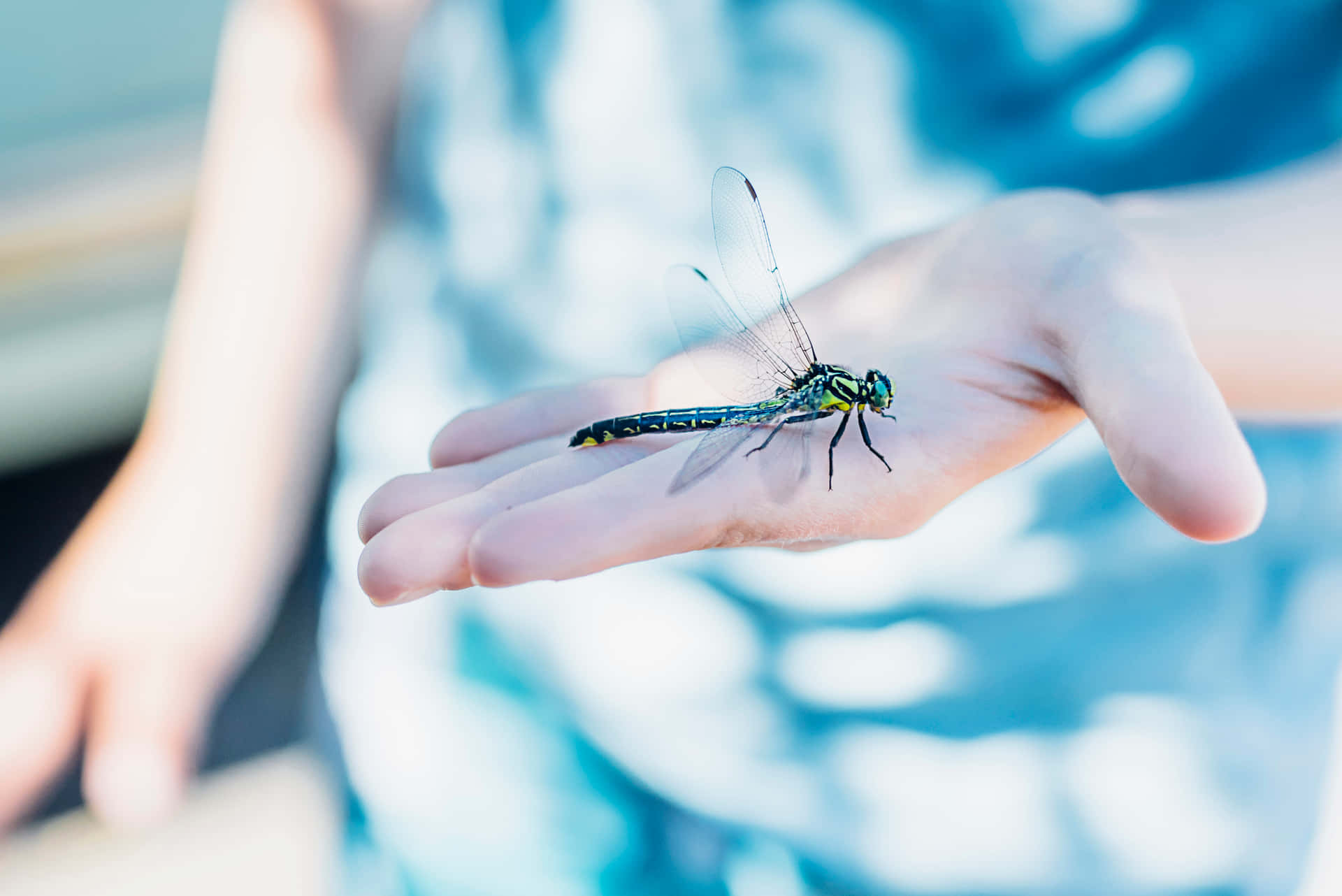 Dragonfly Pictures