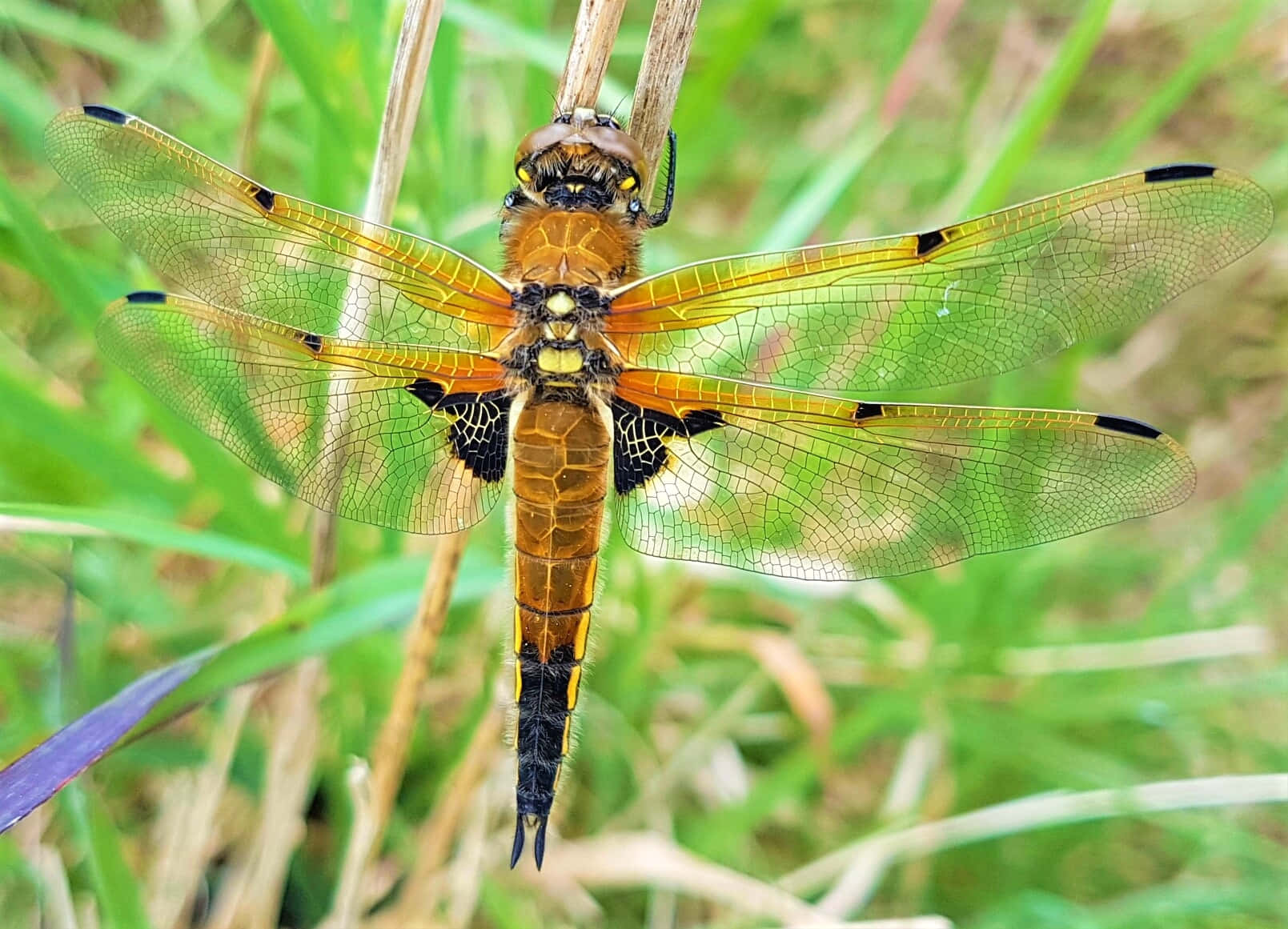 Dragonfly Pictures