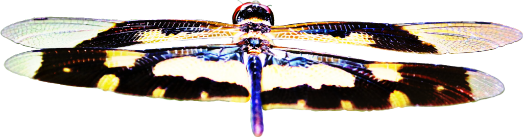 Dragonfly Transparent Wings PNG