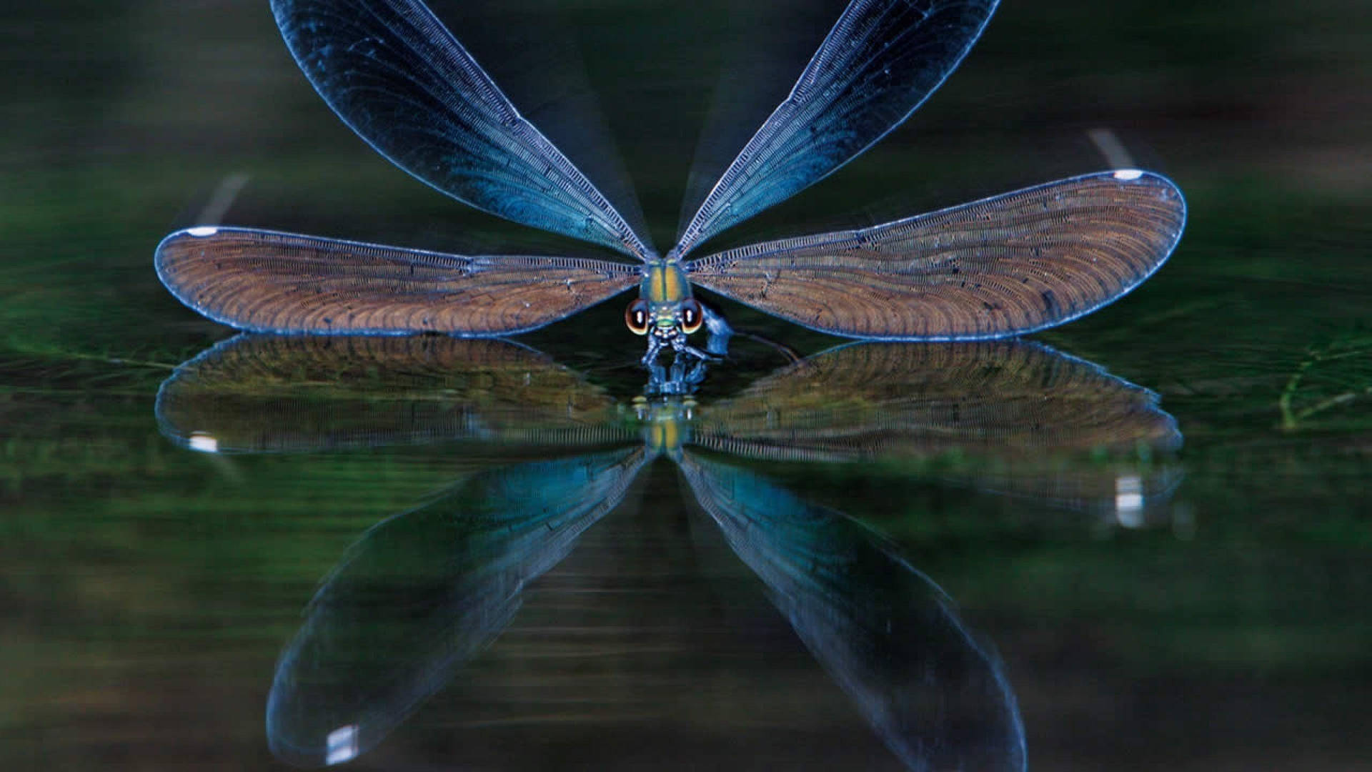 Dragonfly Water Reflection Wallpaper