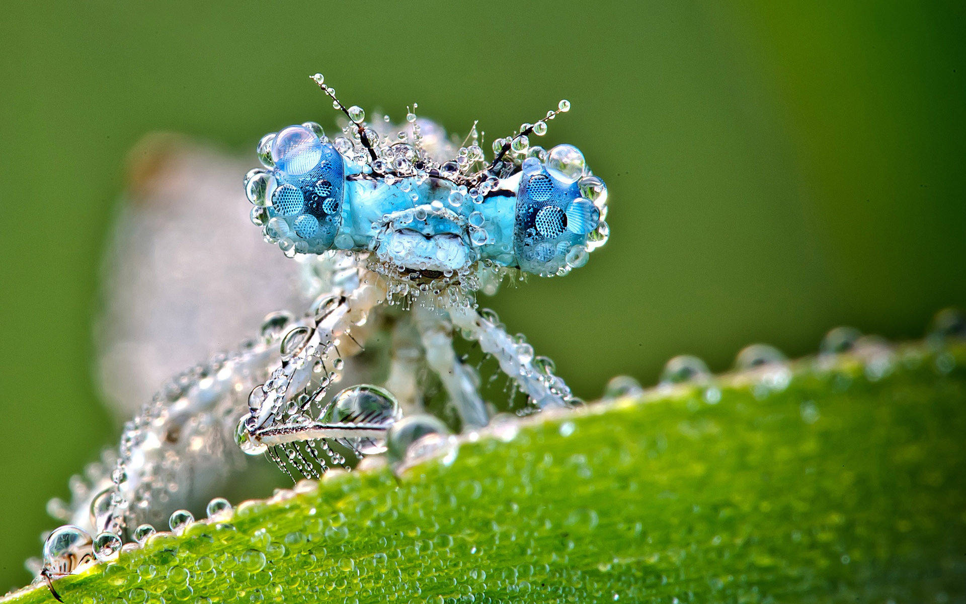 Dragonfly With Water Droplets Wallpaper
