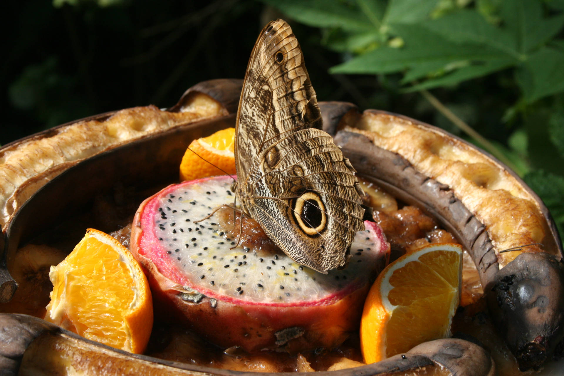 Dragonfruit Butterfly Food Photography Wallpaper