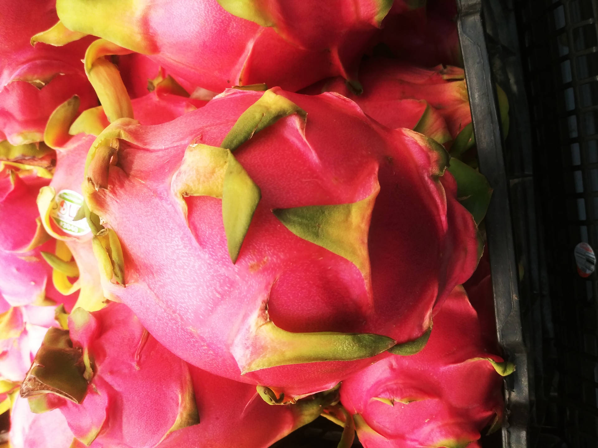 Fotografíade Cerca De Dragonfruit Con Piel Rosa Y Espinas Fondo de pantalla