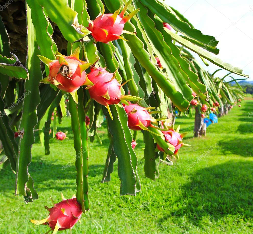 Dragonfruit Tree Blooming Photography Wallpaper