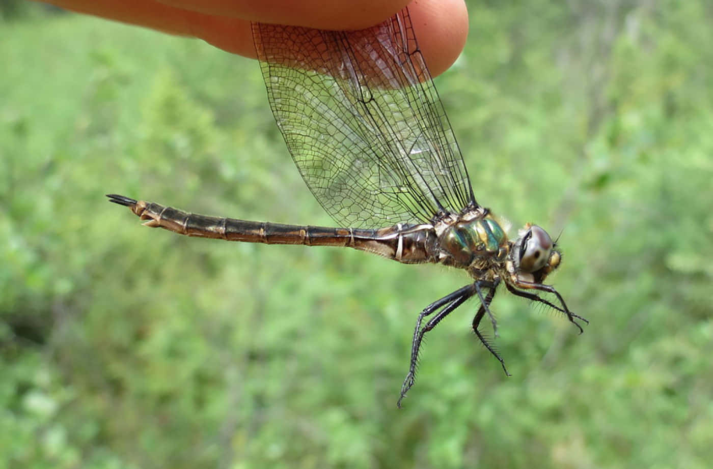 Drakflugsbilder(dragonfly Pictures)
