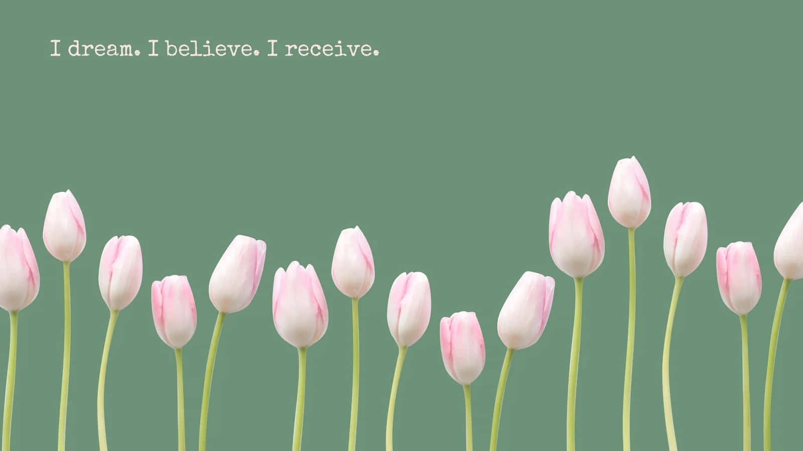 Dream Believe Receive Inspirational Tulips Wallpaper