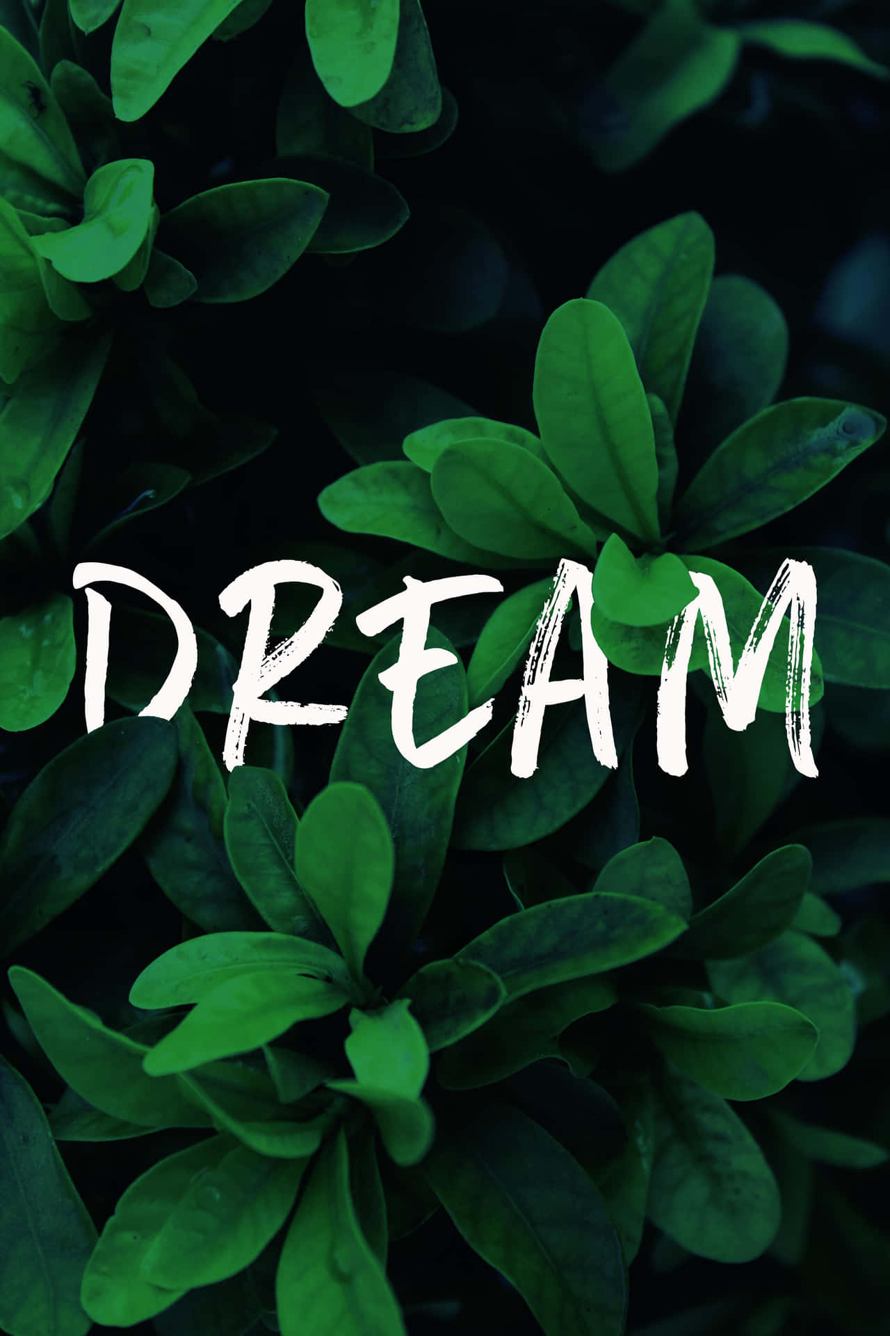 Dream - A Green Background With The Word Dream
