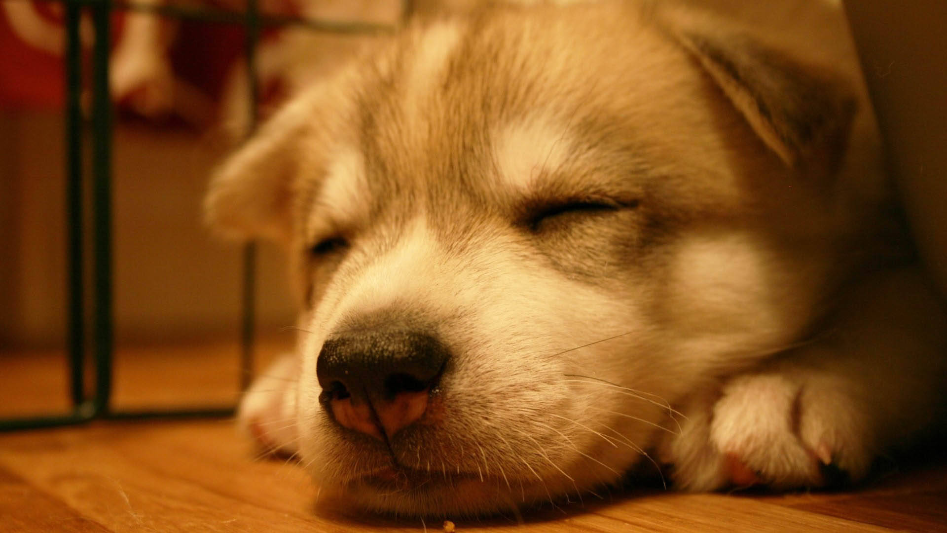Dreamingly Sleeping Baby Dog Wallpaper