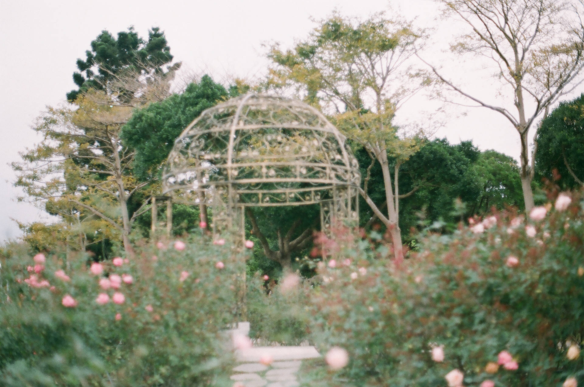 Dreamy Aesthetic Rose Garden