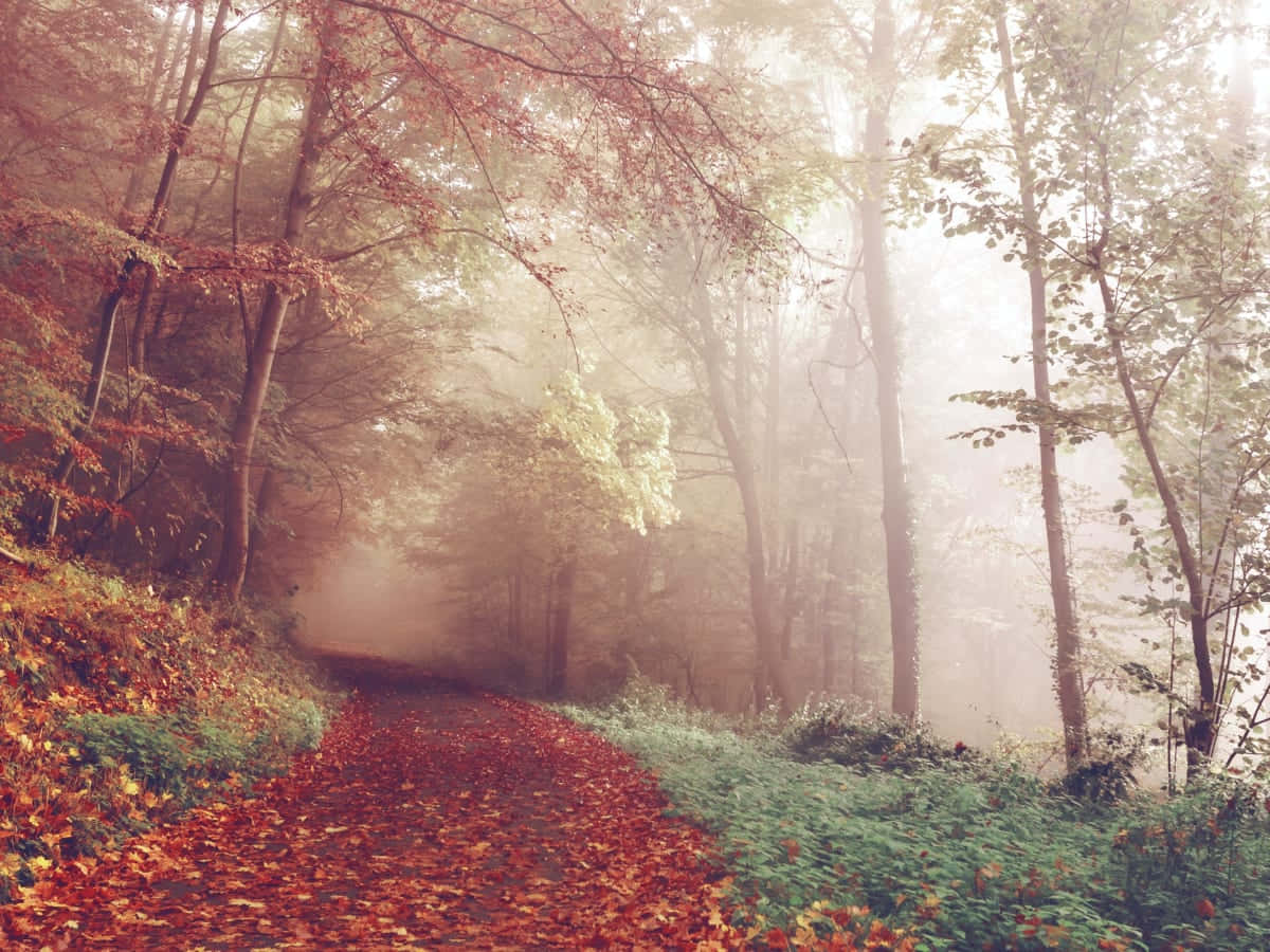 Dreamy Autumn Season Forest Wallpaper