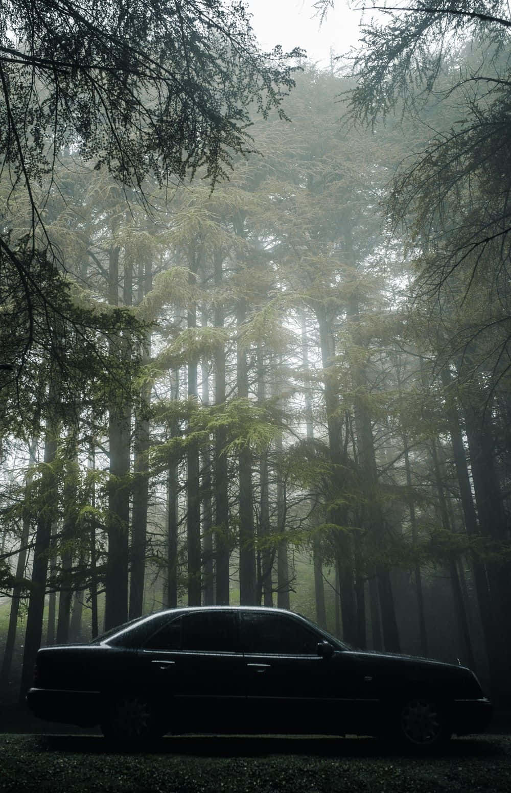 A Black Car Parked In A Foggy Forest