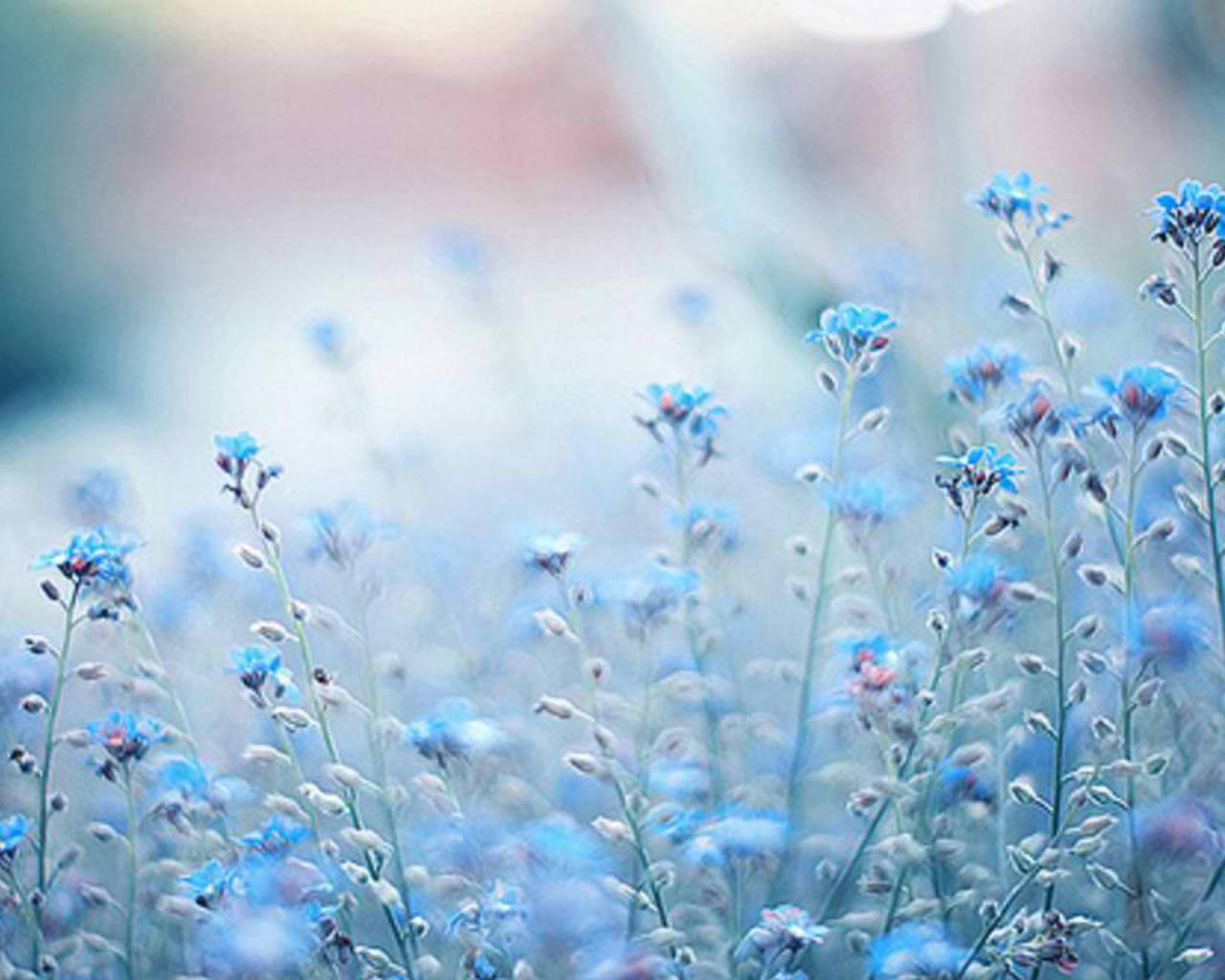 Dreamy Blue Flower Stems Wallpaper