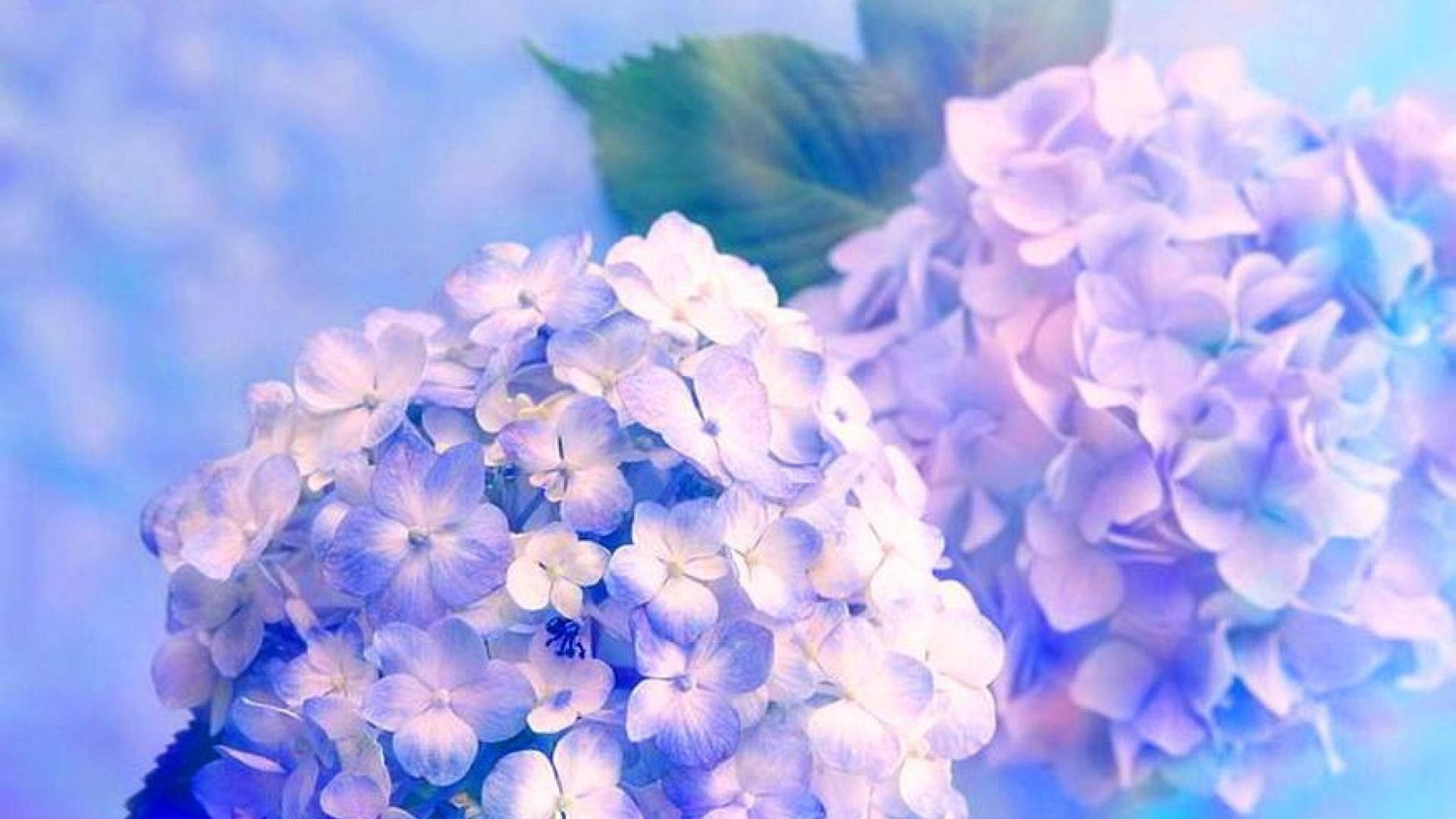 Blue Hydrangea Flower Hd Wallpaper Background Blue Hydrangea Flower Hd  Photography Photo Background Image And Wallpaper for Free Download