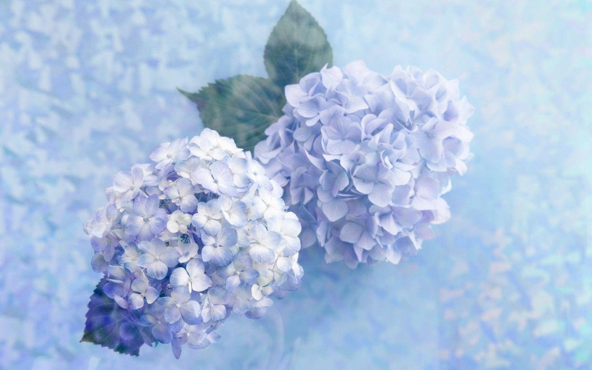Floresde Hortensias Azules Soñadoras. Fondo de pantalla