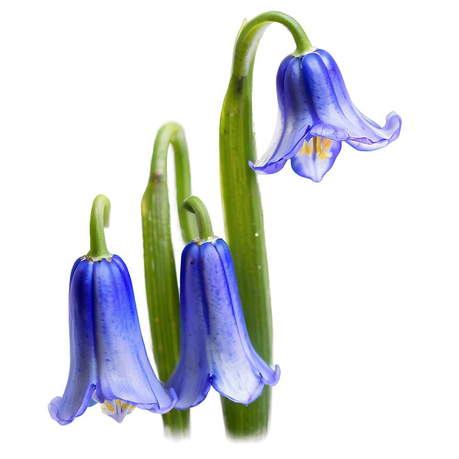 Dreamy Bluebell Png Odr88 PNG
