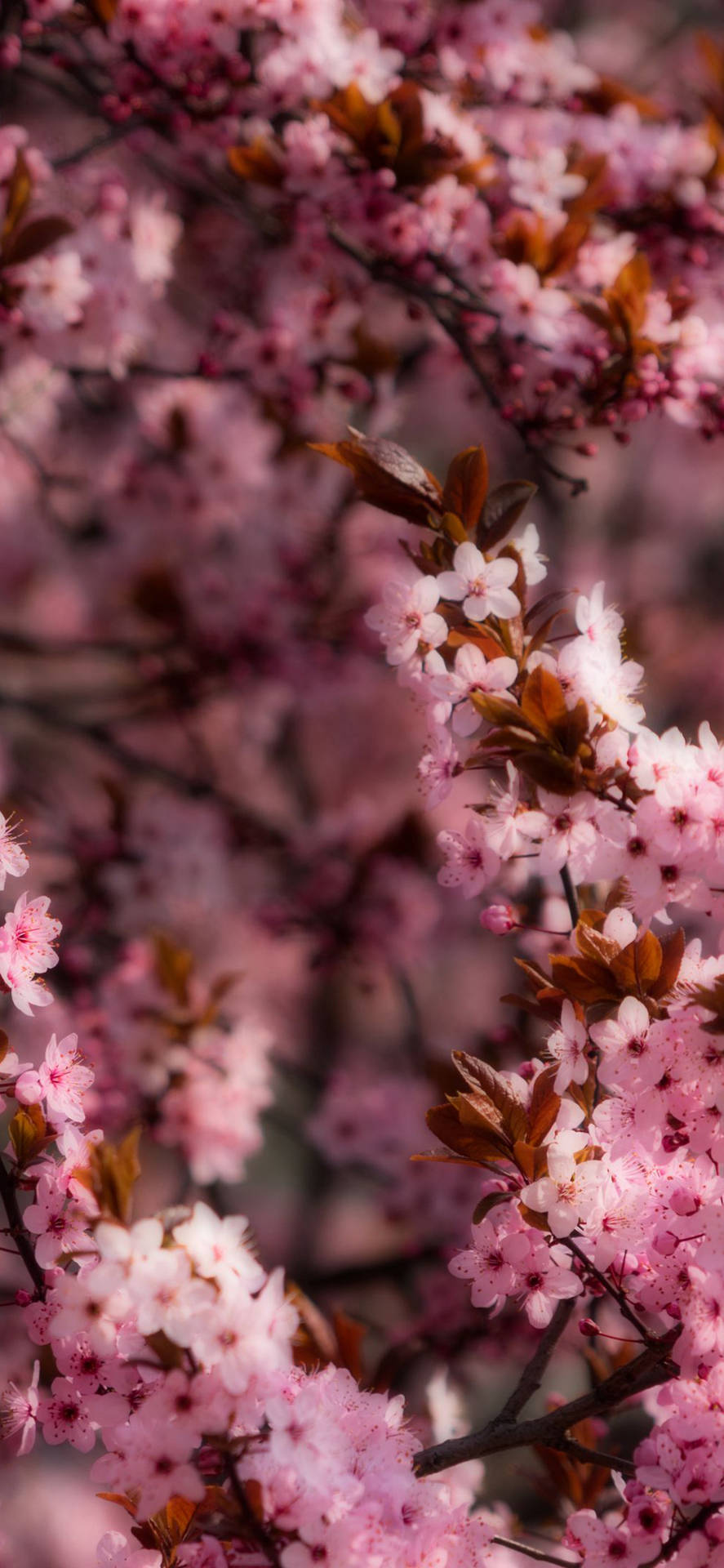 Traumhaftekirschblüten Frühling Für Dein Iphone Wallpaper