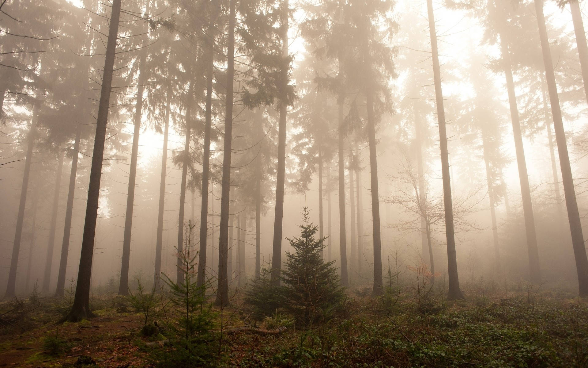 Foresta Nebbiosa Sognante Sfondo