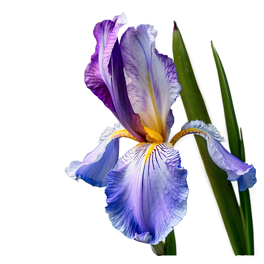 Dreamy Iris Png 33 PNG