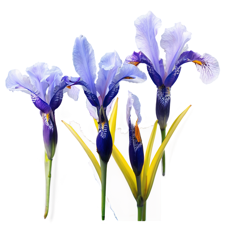 Dreamy Iris Png Clm45 PNG