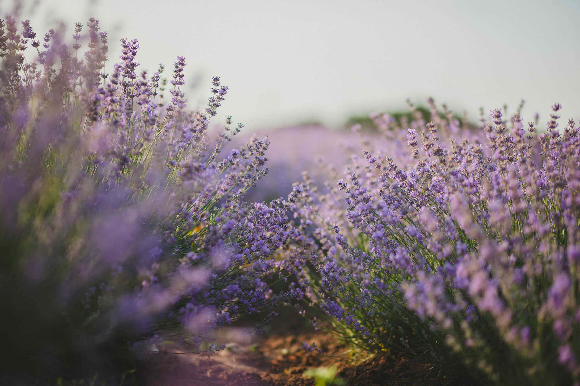 Lavendel Field 5616 X 3744 Wallpaper
