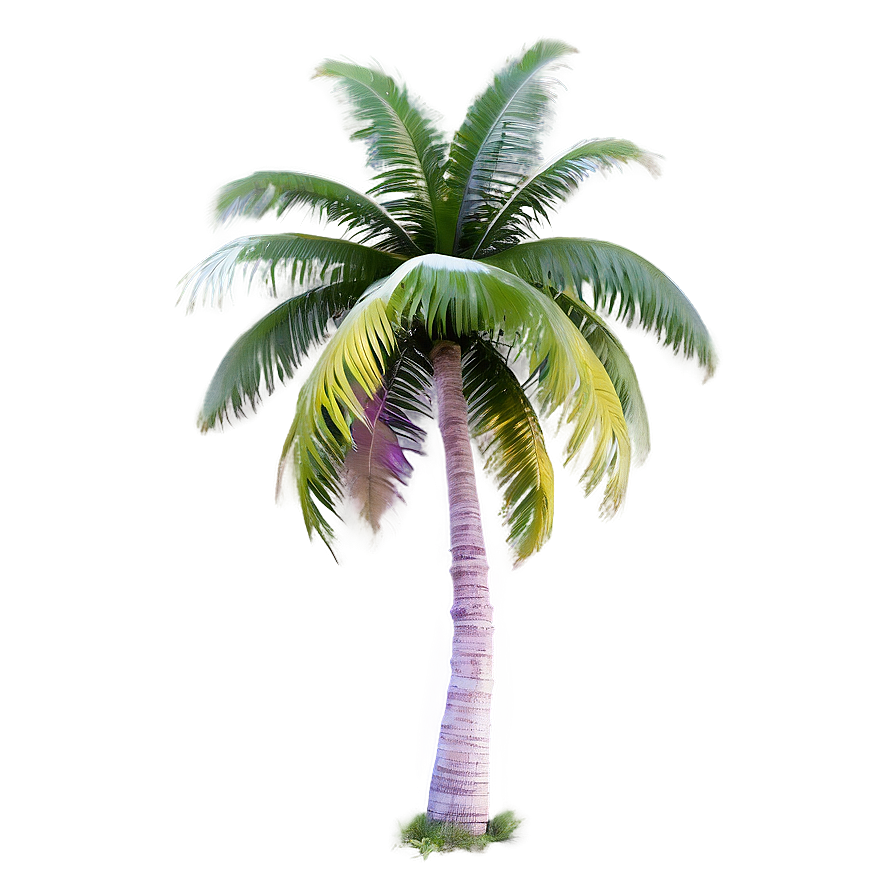 Dreamy Palm Tree Png Rbe89 PNG