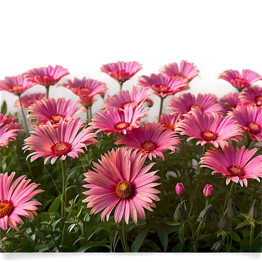 Dreamy Pink Flower Field Png Xoa5 PNG