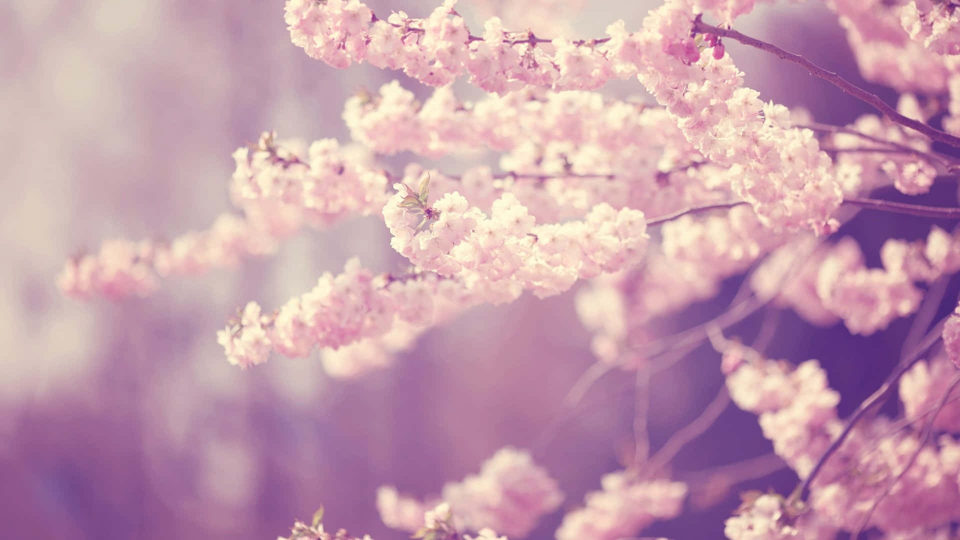 Dreamy Spring Blossoms Wallpaper Wallpaper