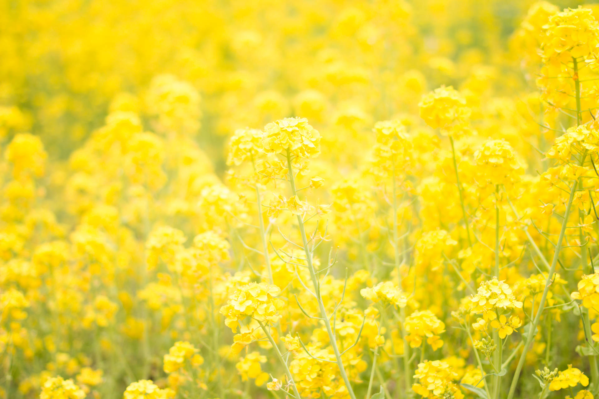 Dreamy Yellow Flower Field