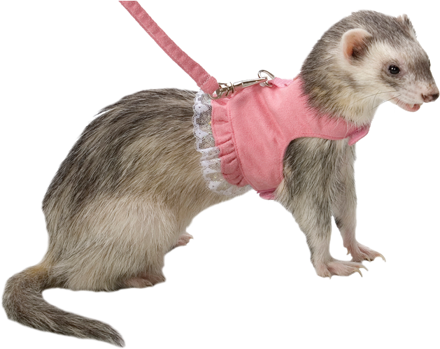 Dressed Up Ferreton Leash PNG