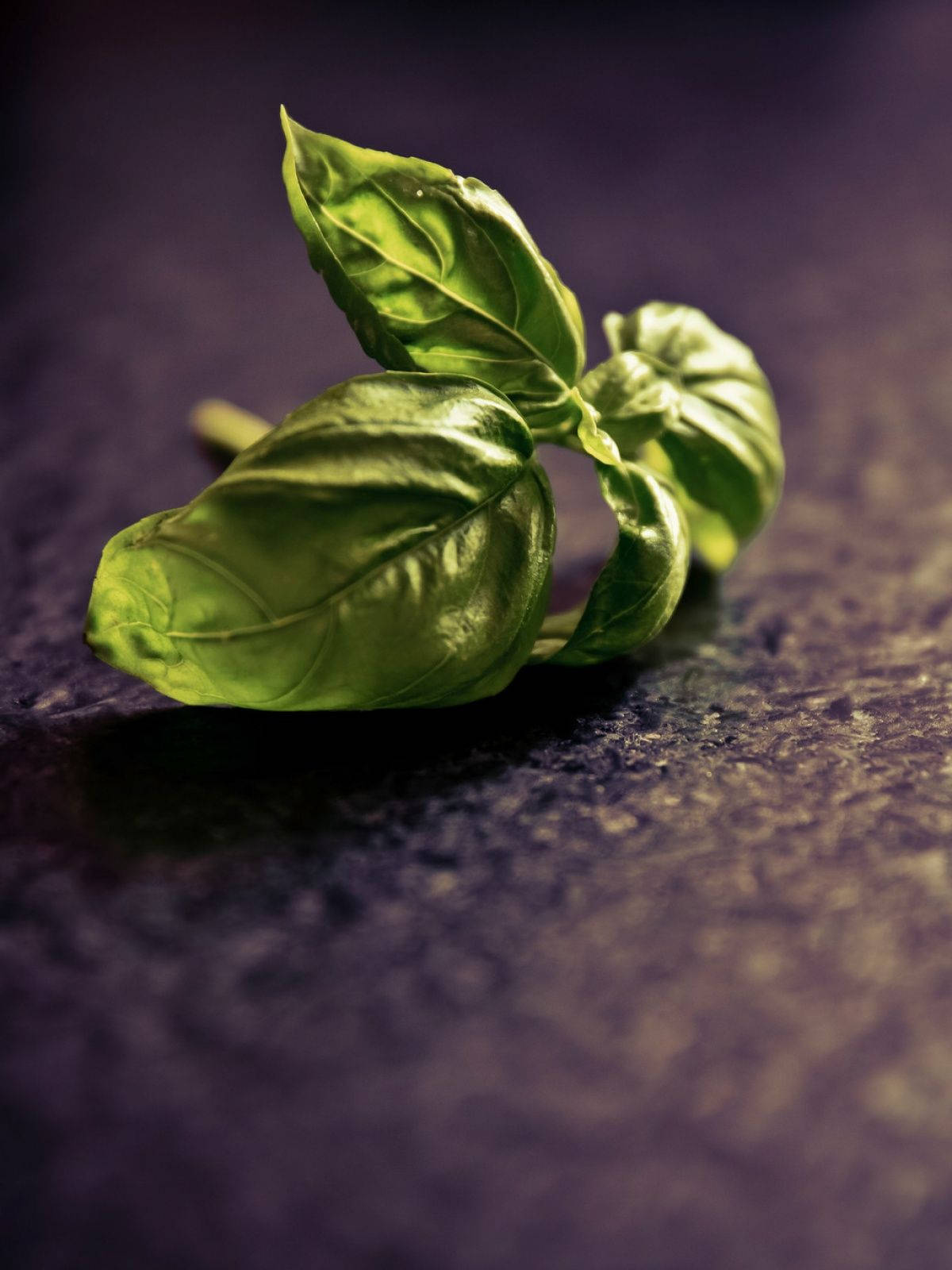 Dried Basil Herb Leaves Close Up Wallpaper