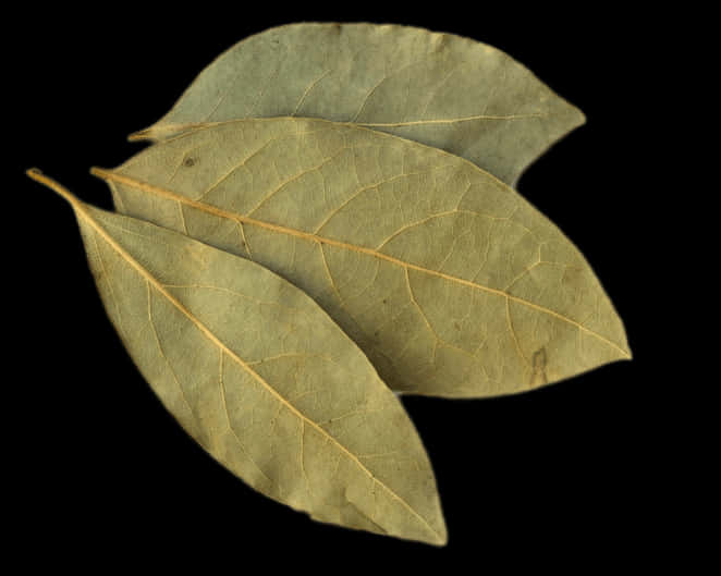 Dried Bay Leaves Black Background PNG