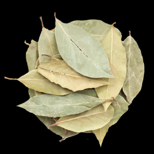 Dried Bay Leaves Stacked PNG