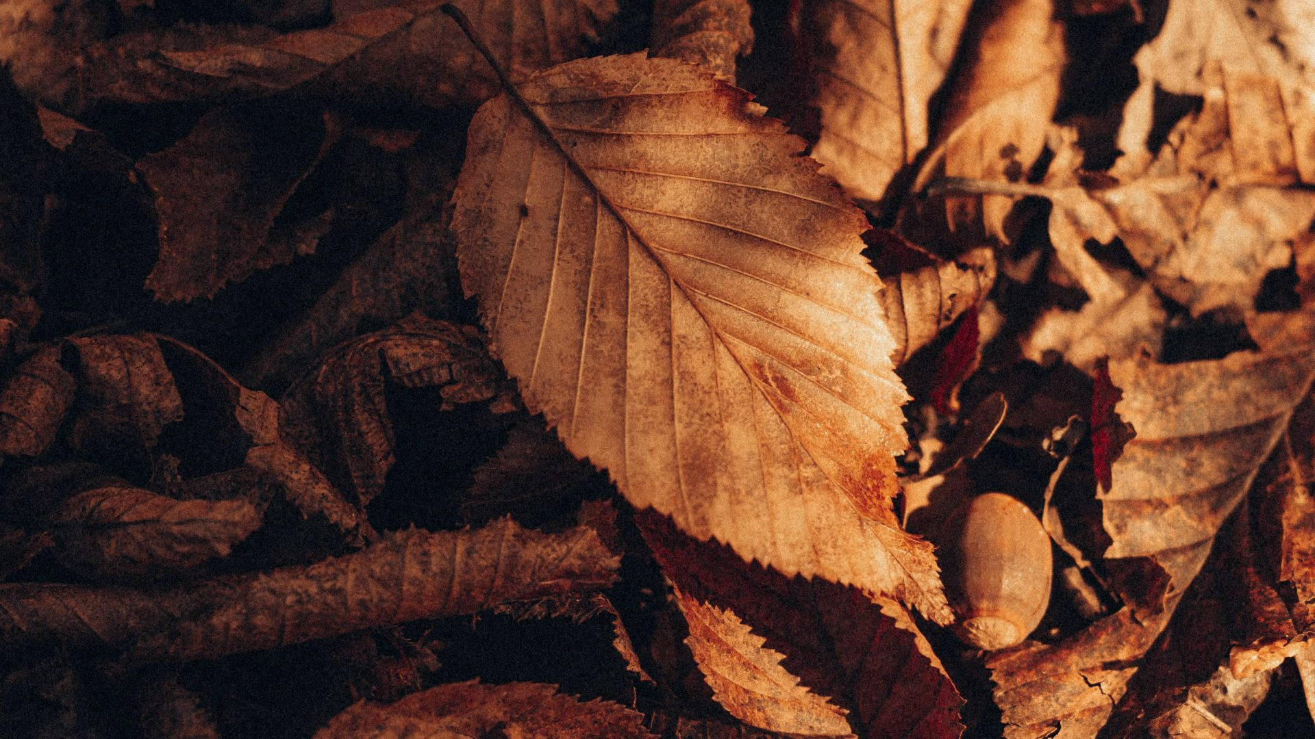 Dried Brown Aesthetic Leaves Wallpaper