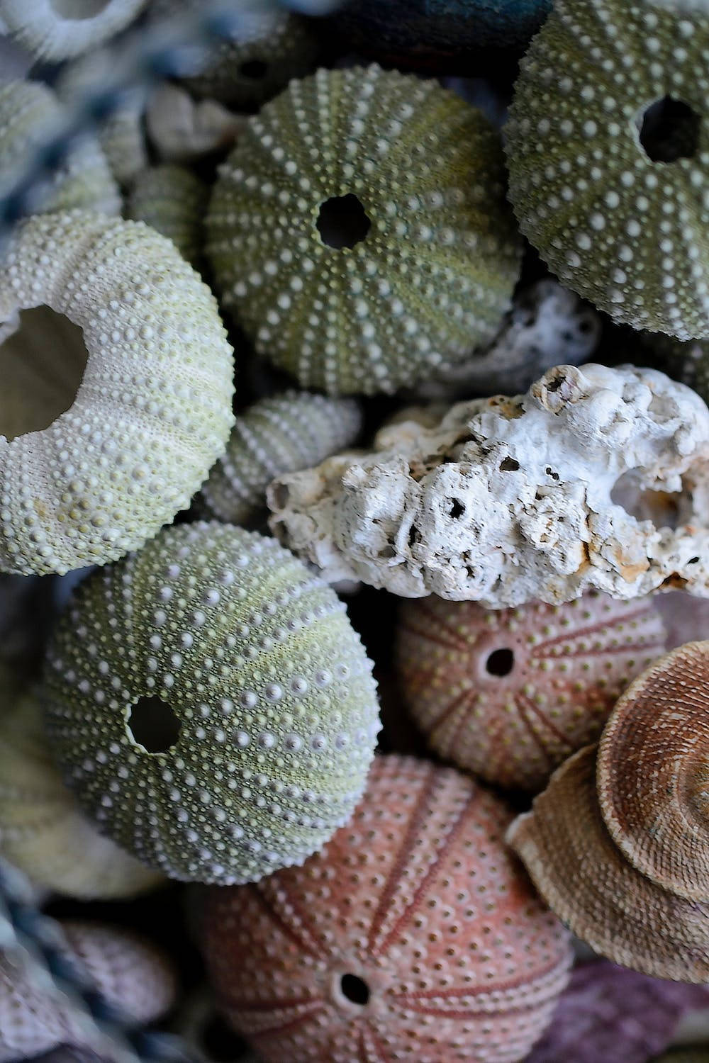 Dried Corals Wallpaper