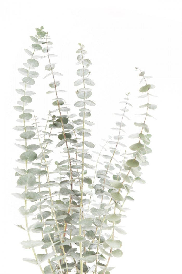 Torkadeukalyptusplanta. Wallpaper