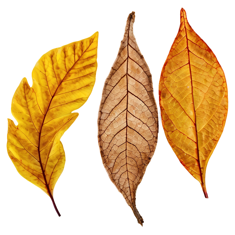 Dried Fall Leaves Png 29 PNG