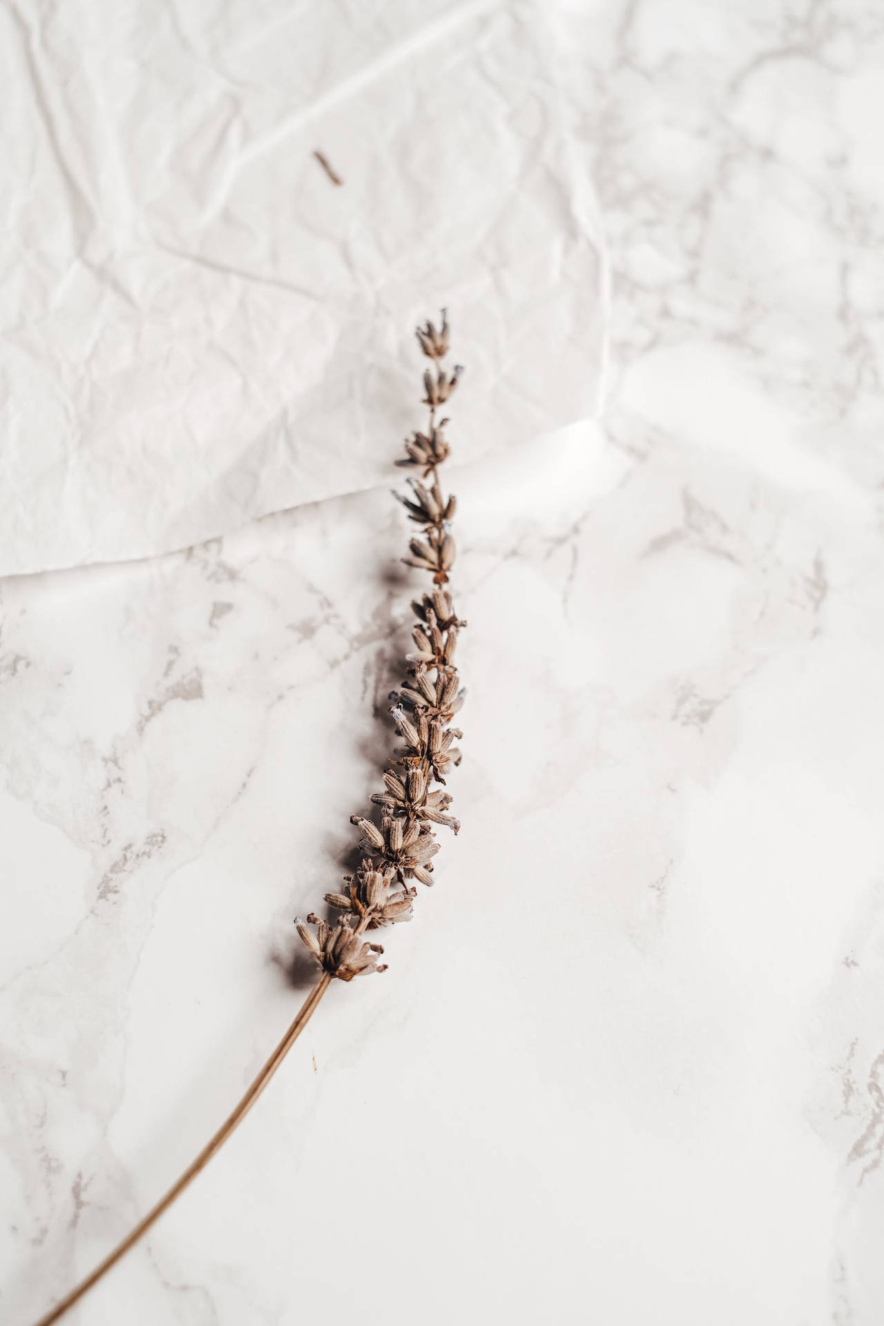 Dried Flower On Aesthetic Marble Surface