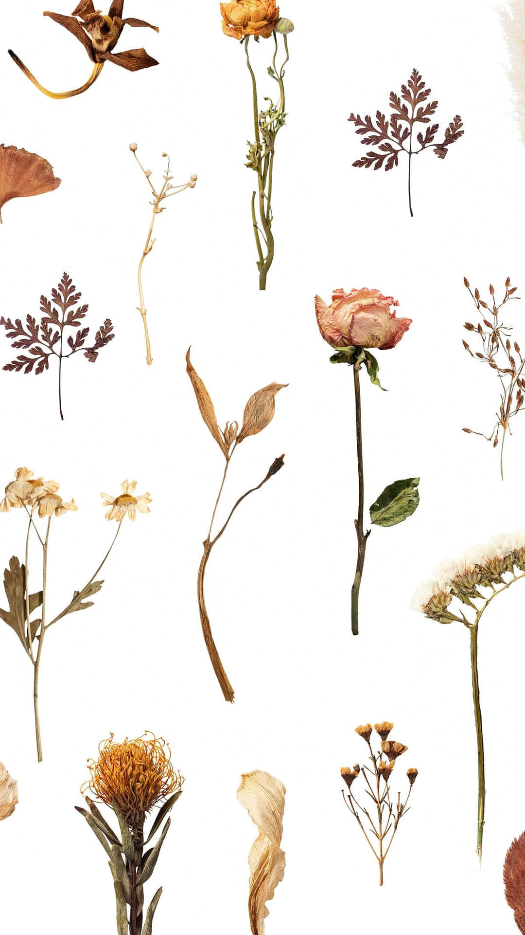Captivating Dried Flowers Collection Wallpaper