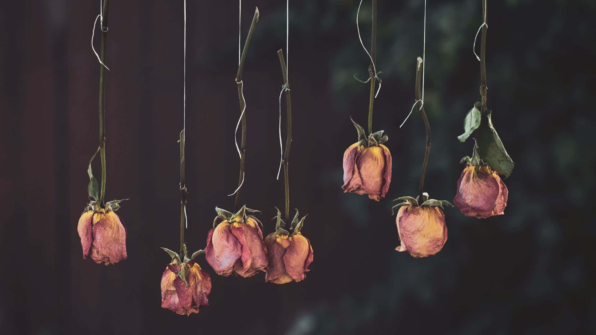 Verbluffende Collectie Van Gedroogde Bloemen In Assortiment Van Kleuren En Rangschikkingen Achtergrond