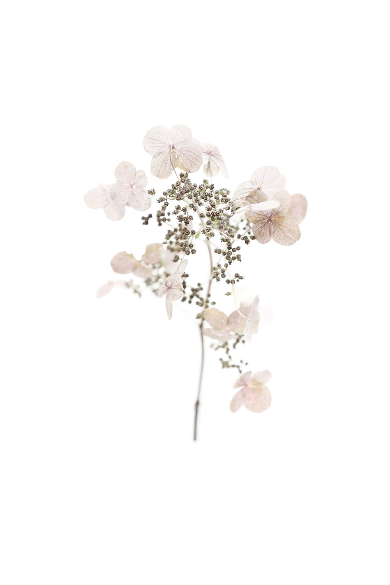 Captivating Collection of Dried Flowers Wallpaper