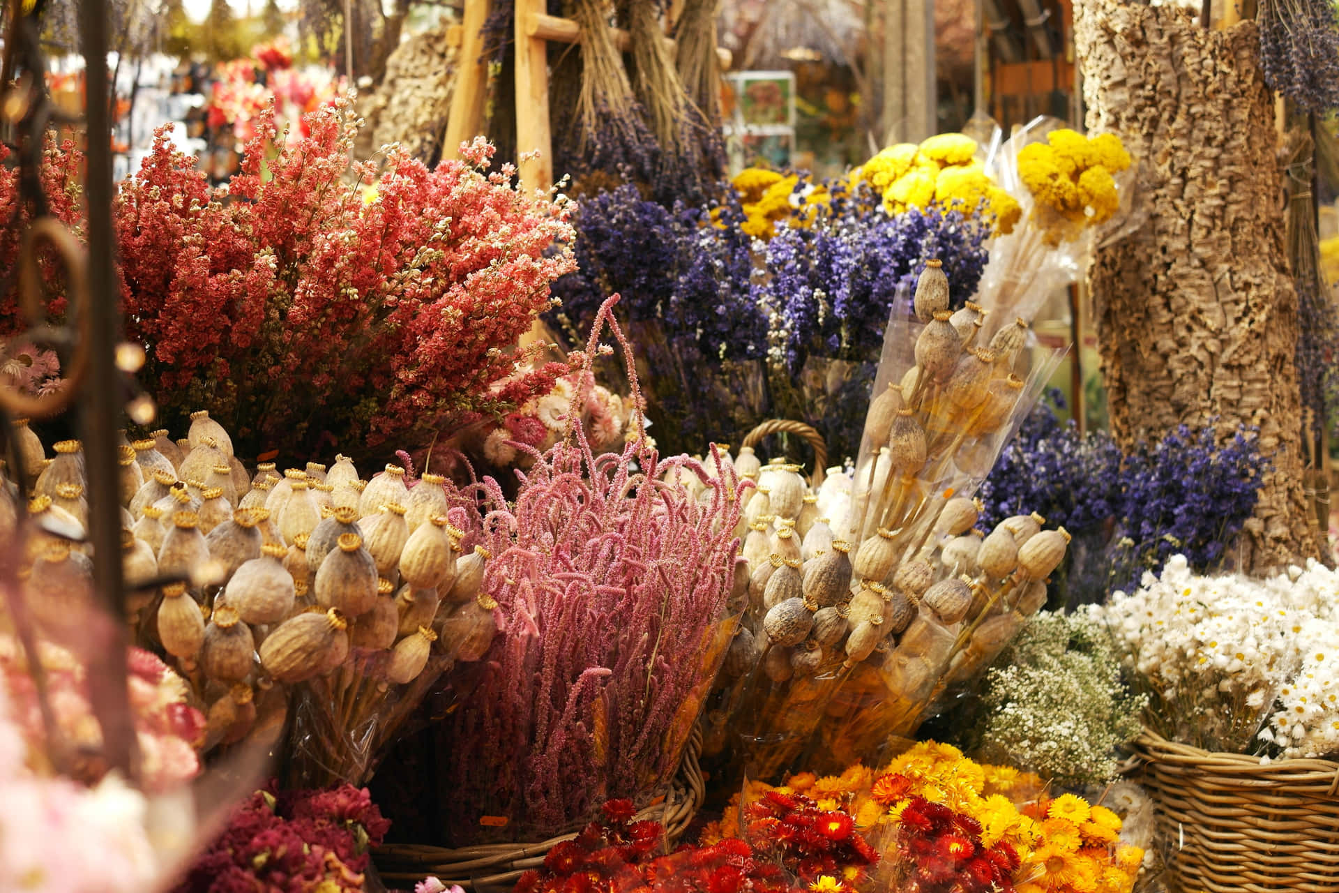 Beautiful Assortment of Dried Flowers Wallpaper