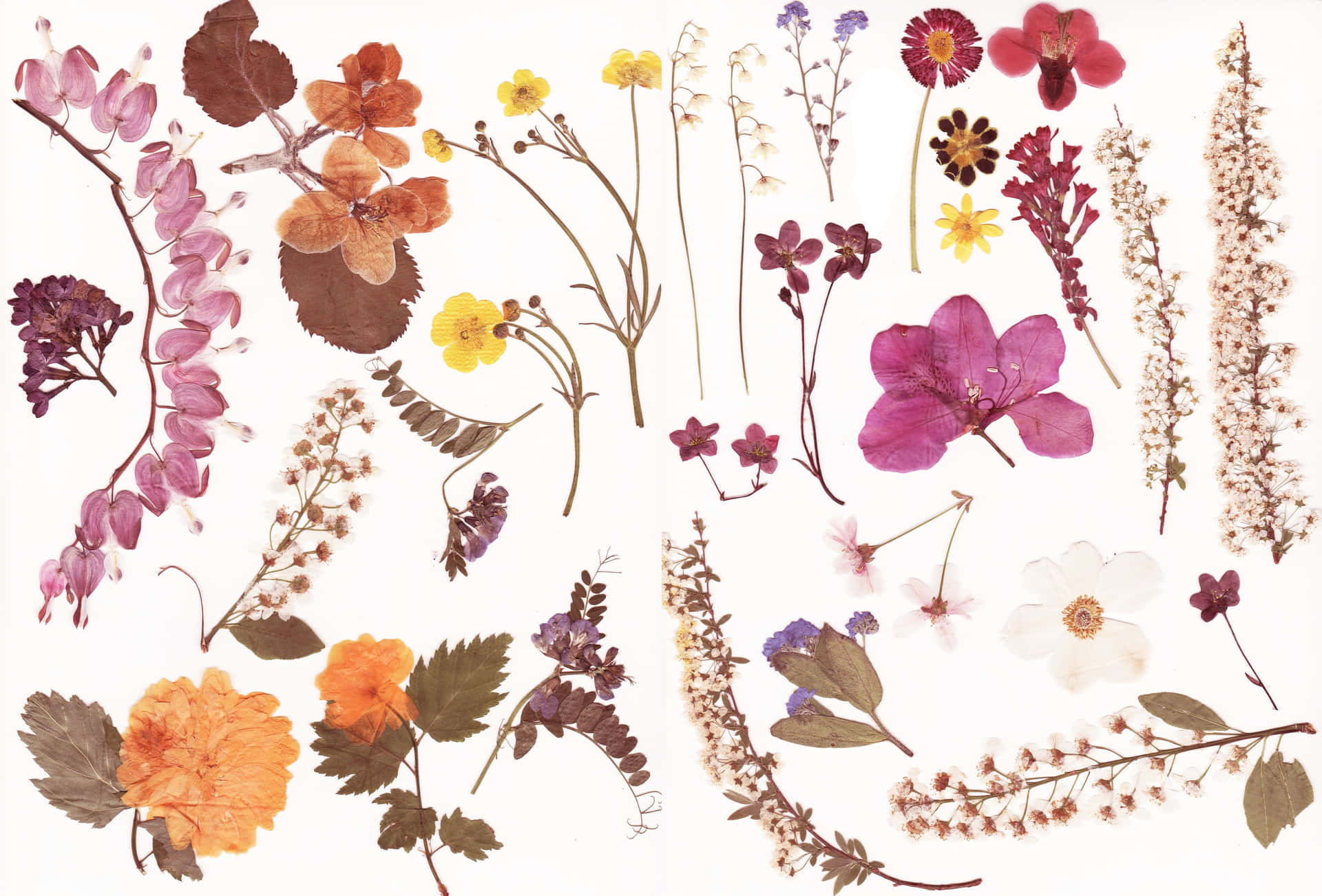 Captivating Collection of Dried Flowers Wallpaper