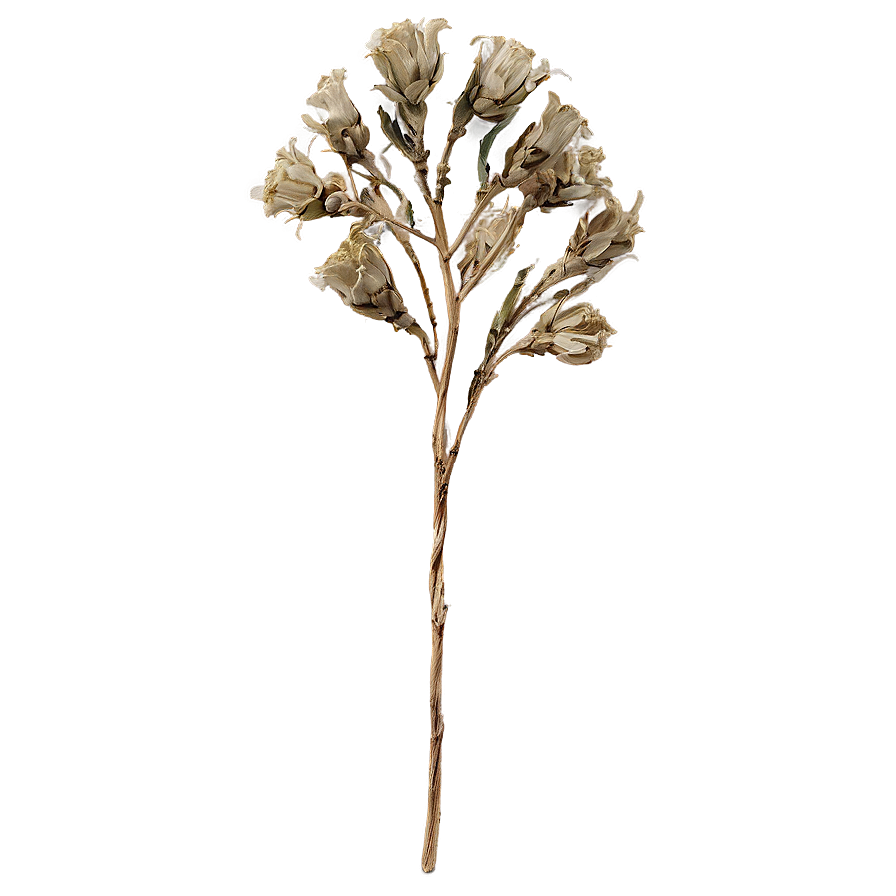 Dried Flowers B PNG