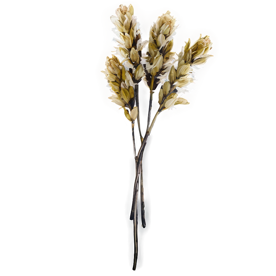 Dried Flowers D PNG