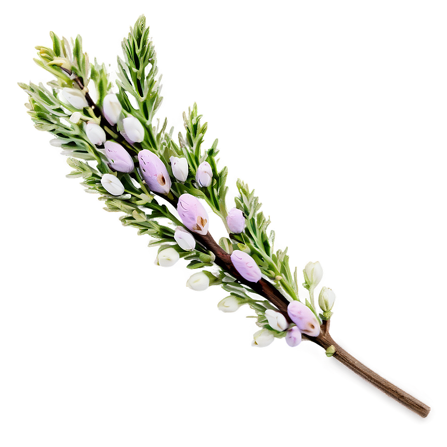 Dried Heather Decoration Png 06122024 PNG