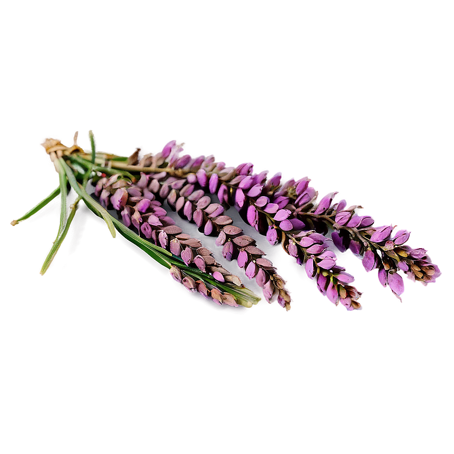 Dried Heather Decoration Png 82 PNG