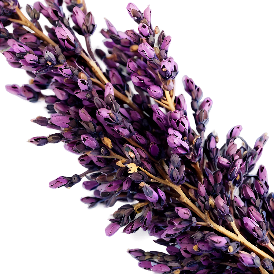 Dried Heather Decoration Png Abc33 PNG